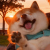 The Stories Behind Every Guardian Blessing | Annie Pet Blessing