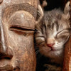 The Spirit of Buddhist Compassion | Annie Pet Blessing