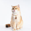 Pet Blessing Tsa-Tsa Charm | Guangji Dragon King, Fortune & Protection Blessings