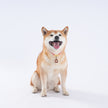 Pet Blessing Tsa-Tsa Charm | Nine-Tailed Fox, Wisdom & Heartfelt Bond Blessings