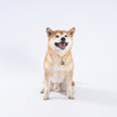 Pet Blessing Tsa-Tsa Charm | Zhaxi Lhamo, Harmony & Calm Blessings