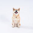Pet Blessing Tsa-Tsa Charm | Mahakala, Protection & Safety Blessings